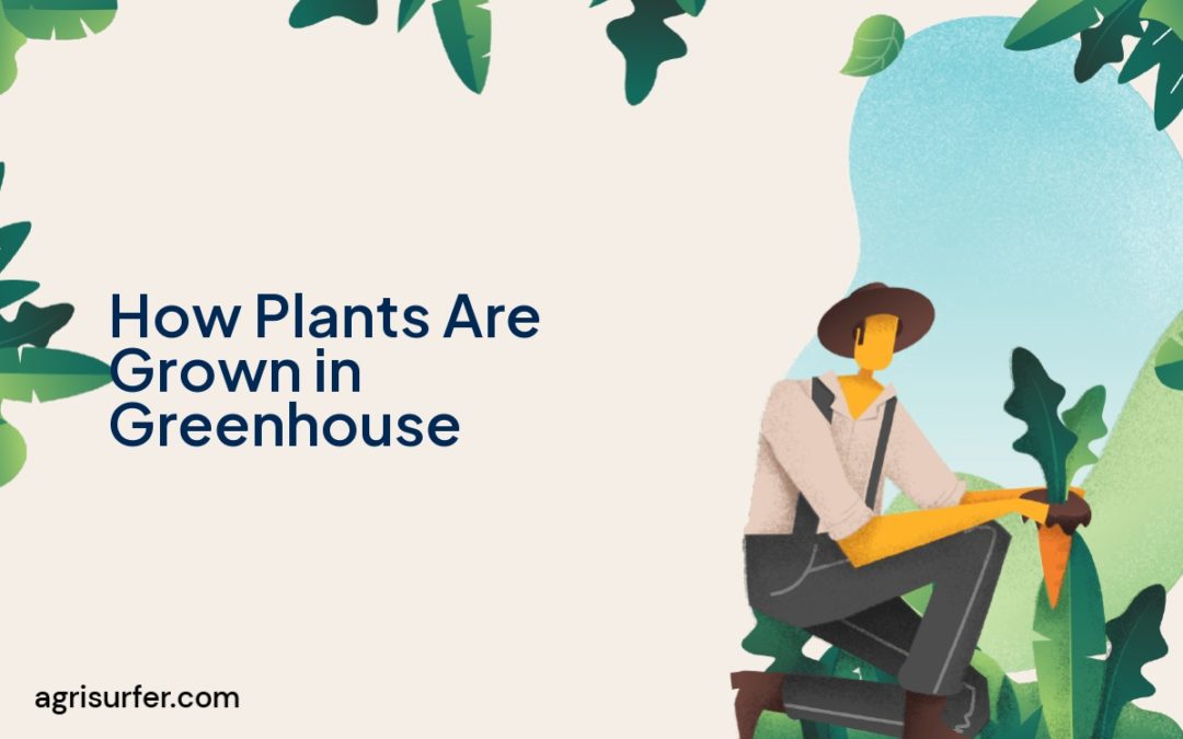 How Plants Are Grown in Greenhouse
